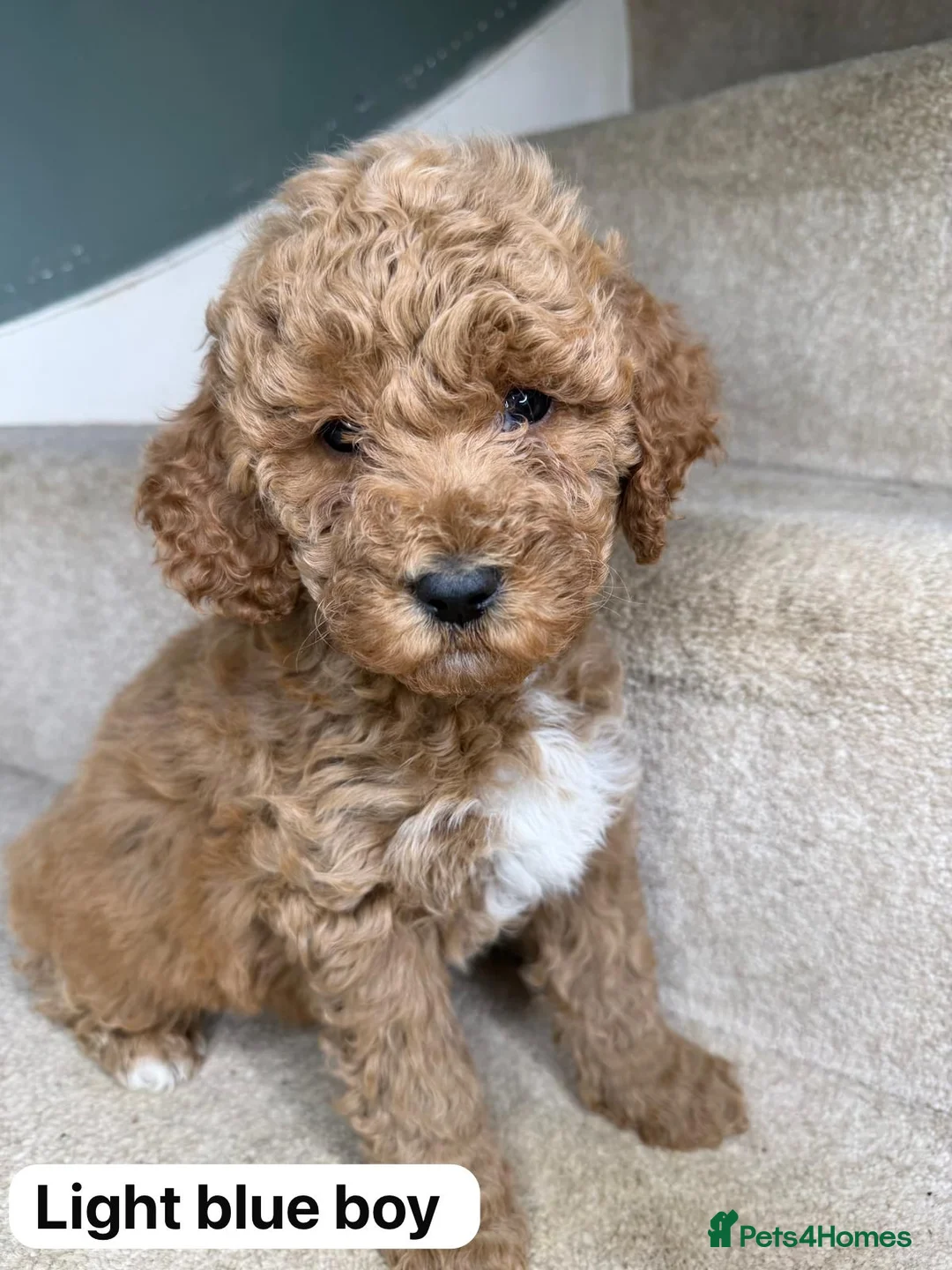 Labradoodle dogs for sale: Labradoodle  - Advert 16