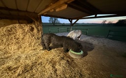 Shetland pony horses for sale: Two Shetland ponies to go together - Advert 3