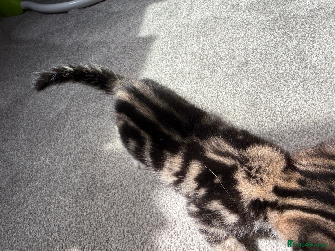 RagaMuffin cats for sale: Ragamuffin kittens  - Image 12