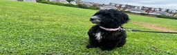 Cockapoo dogs for sale: Cockapoo puppy urgent ‼️  - Advert 4