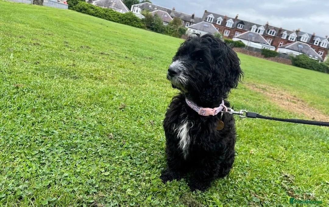 Cockapoo dogs for sale: Cockapoo puppy urgent ‼️  - Advert 4