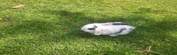 Dwarf Lop rabbits for sale: Dwarf Lop Baby Rabbits - Advert 5