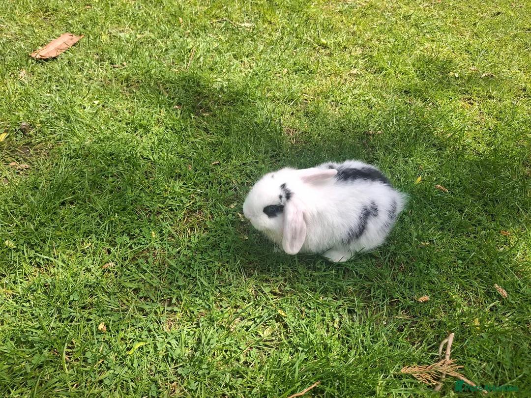 Dwarf Lop rabbits for sale: Dwarf Lop Baby Rabbits - Advert 5