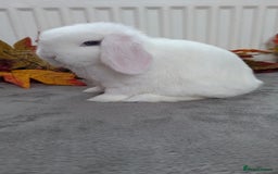 Mini Lop rabbits for sale: Mini lops ready to go now - Image 2