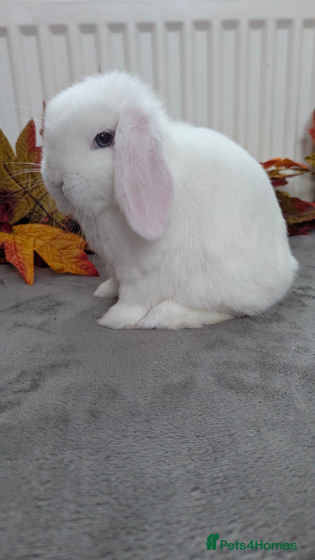 Mini Lop rabbits for sale: Mini lops ready to go now - Image 2
