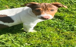 Jack Russell dogs for sale: Jackrussell pup  - Image 1
