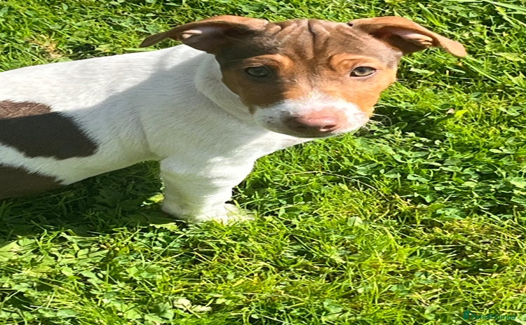 Jack Russell dogs - Advert 1