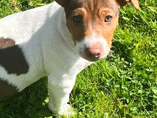 Jack Russell dogs - Advert 4