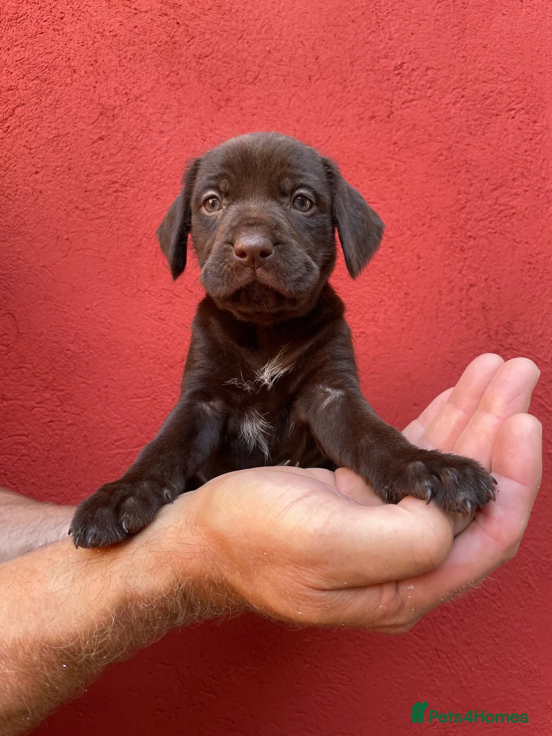 Mixed Breed dogs for sale: BEAUTIFUL LABRADOR X GWP X VIZSLA PUPPIES FOR SALE - Advert 27