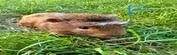 Guinea Pig rodents for sale: Male Guinea Pigs For Sale  - Advert 4