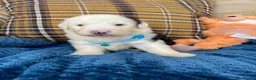 Old English Sheepdog dogs for sale: Old English sheep dog puppies  - Advert 23