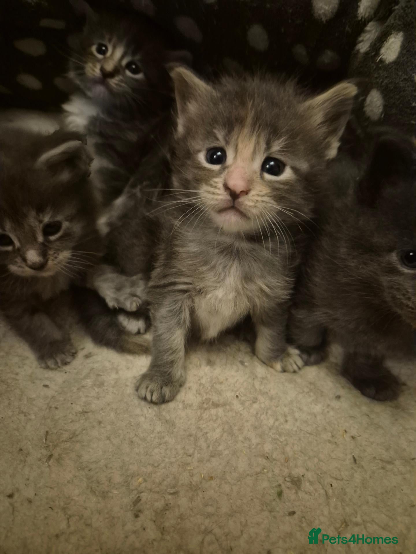 Maine Coon cats Stunning Maine Coons for sale must see 🥰 - Advert 1