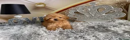 Maltipoo dogs for sale: Maltipoo Boy – Free to a Special Loving Home - Advert 5