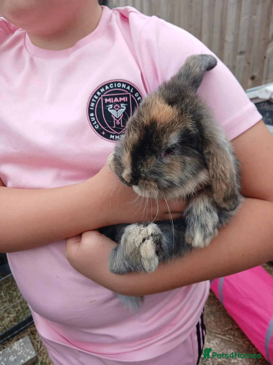 Mini Lop rabbits for sale: Beautiful boy mini lop in Swadlincote - Advert 3