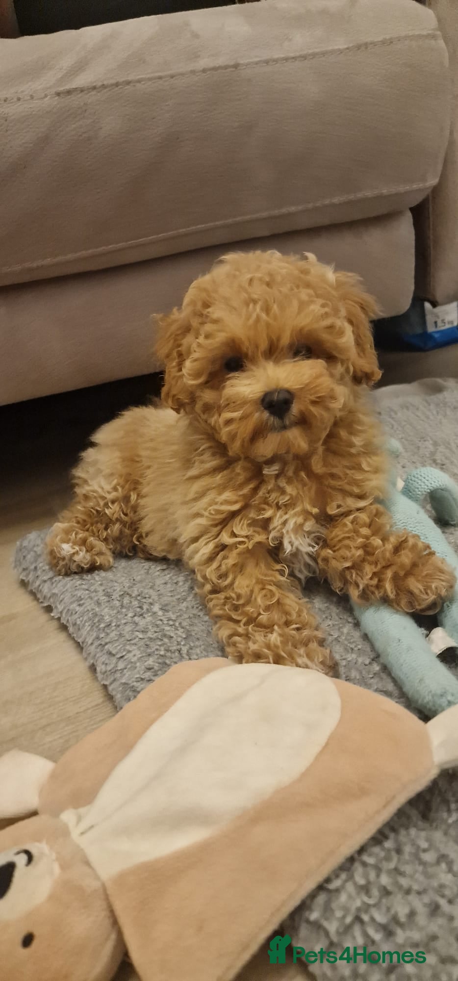 Maltipoo dogs Maltipoo - Advert 16