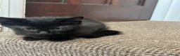 Mixed Breed cats for sale: Black half Ragdoll kittens for sale - Advert 8