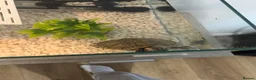Turtle reptiles for sale: Florida Cooter in Cannock - Advert 2
