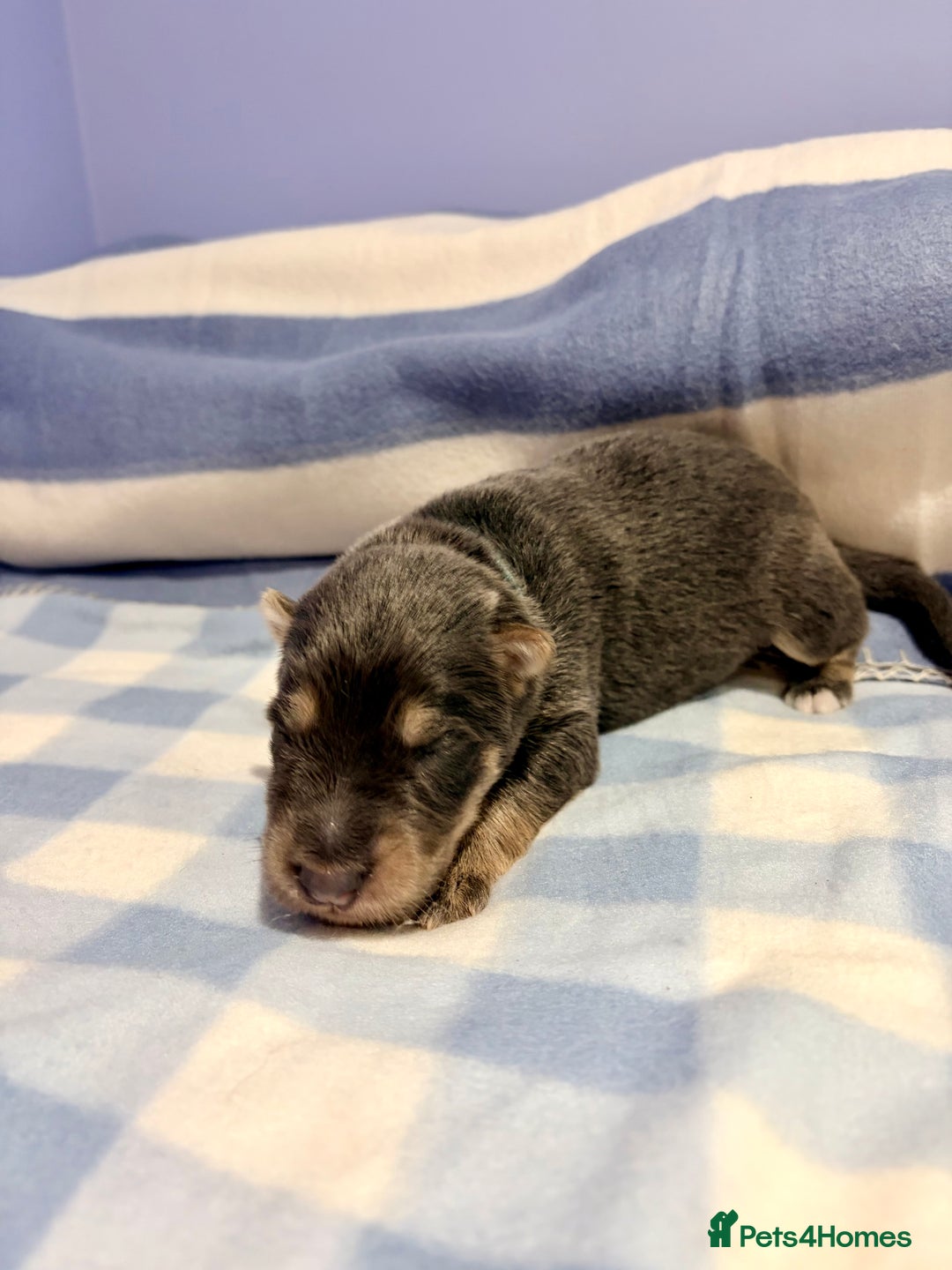 German Shepherd dogs for sale: 🐶 Beautiful KC Registered Puppies Available 🐶 - Advert 13