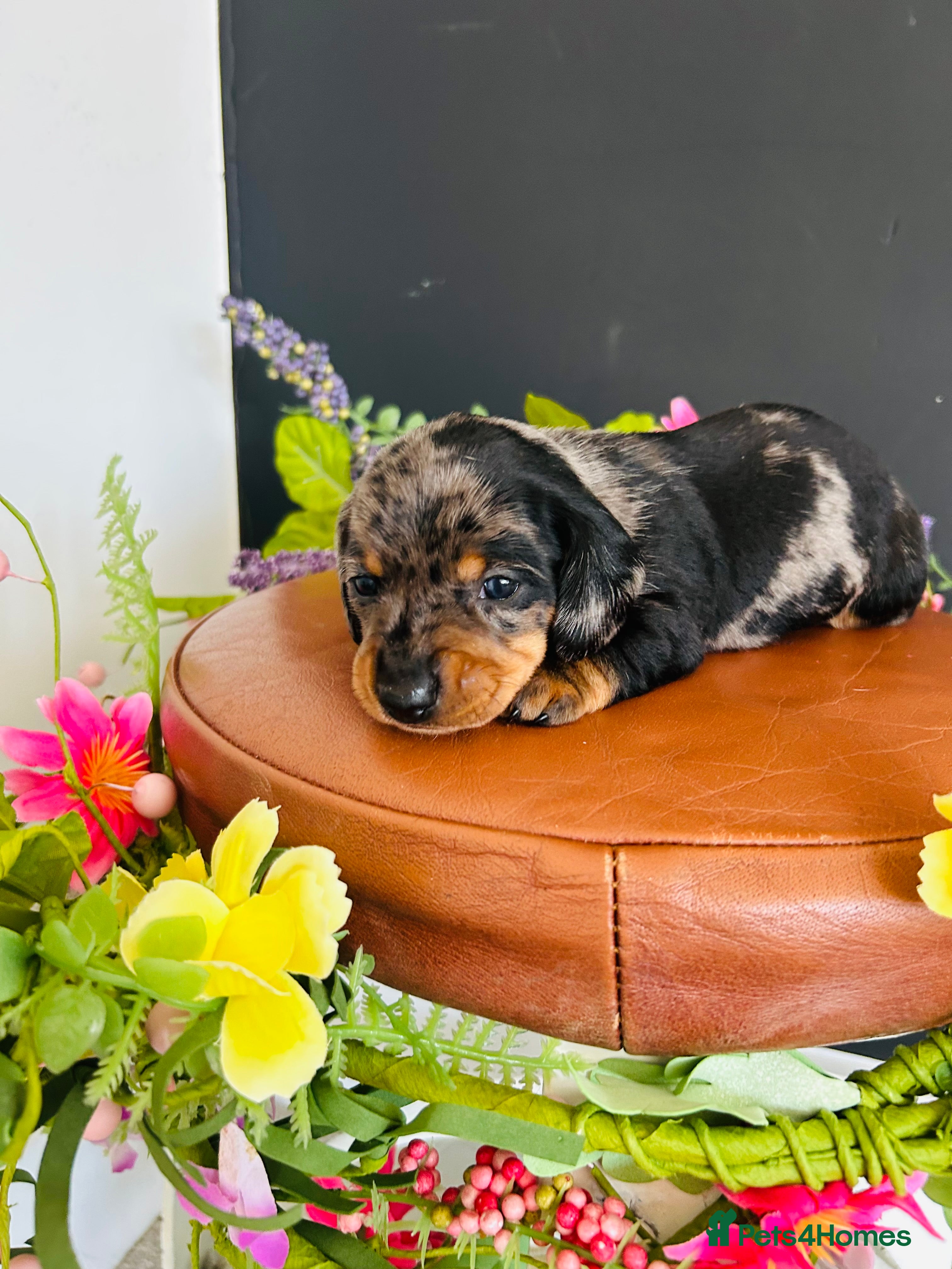 Miniature Dachshund dogs True Miniatures 5 star Breeder ⭐️⭐️⭐️⭐️⭐️ - Advert 9