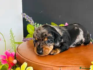 Miniature Dachshund dogs True Miniatures 5 star Breeder ⭐️⭐️⭐️⭐️⭐️ - Advert 9