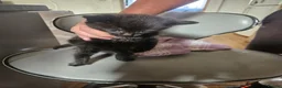 Mixed Breed cats for sale: Kitten - Advert 13