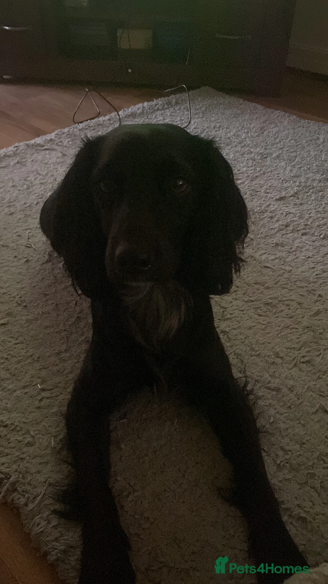 Cocker Spaniel dogs for sale: Pablo - Advert 6