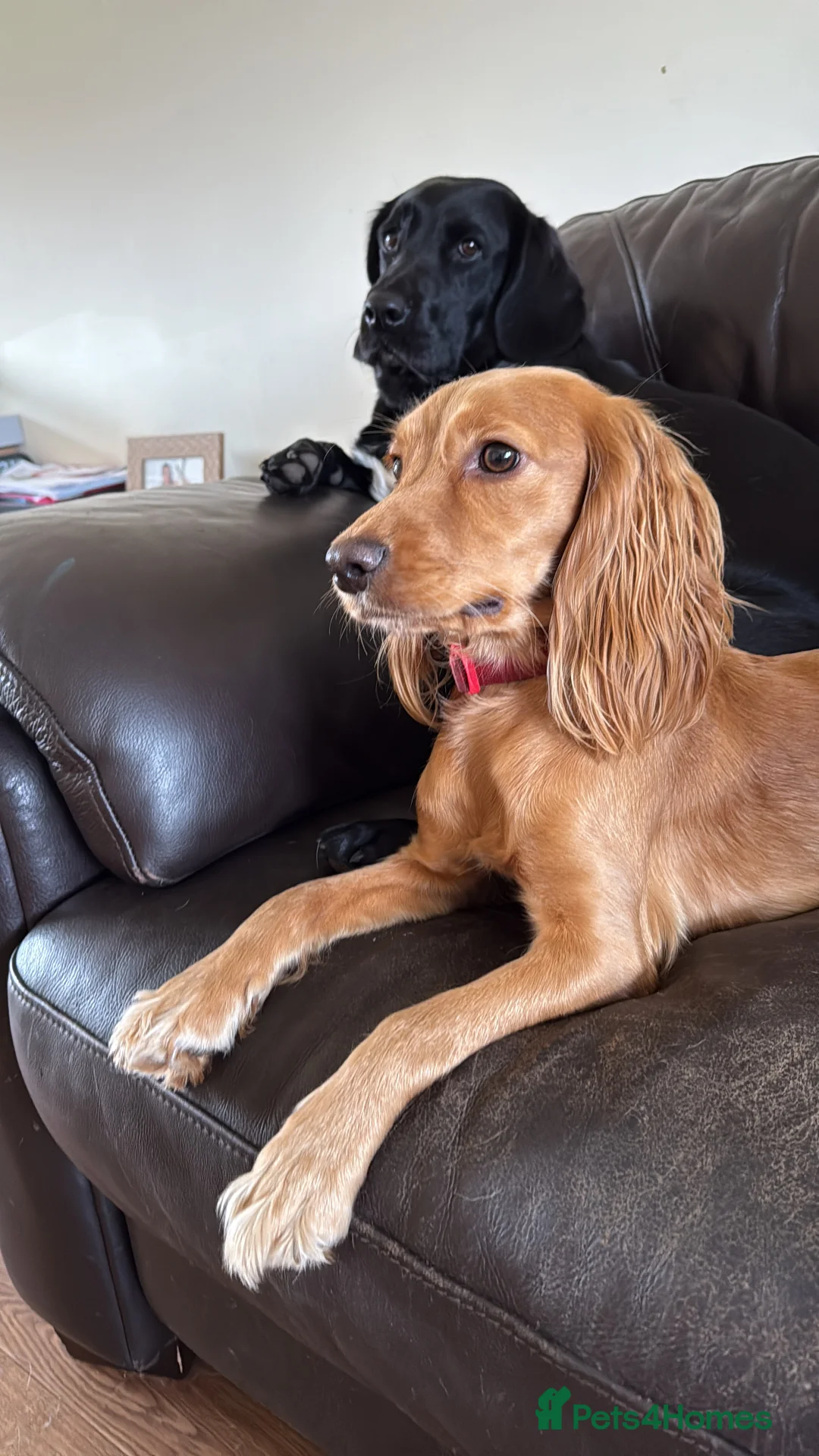 Cocker Spaniel dogs for sale: Loving Cocker Spaniel  - Advert 4