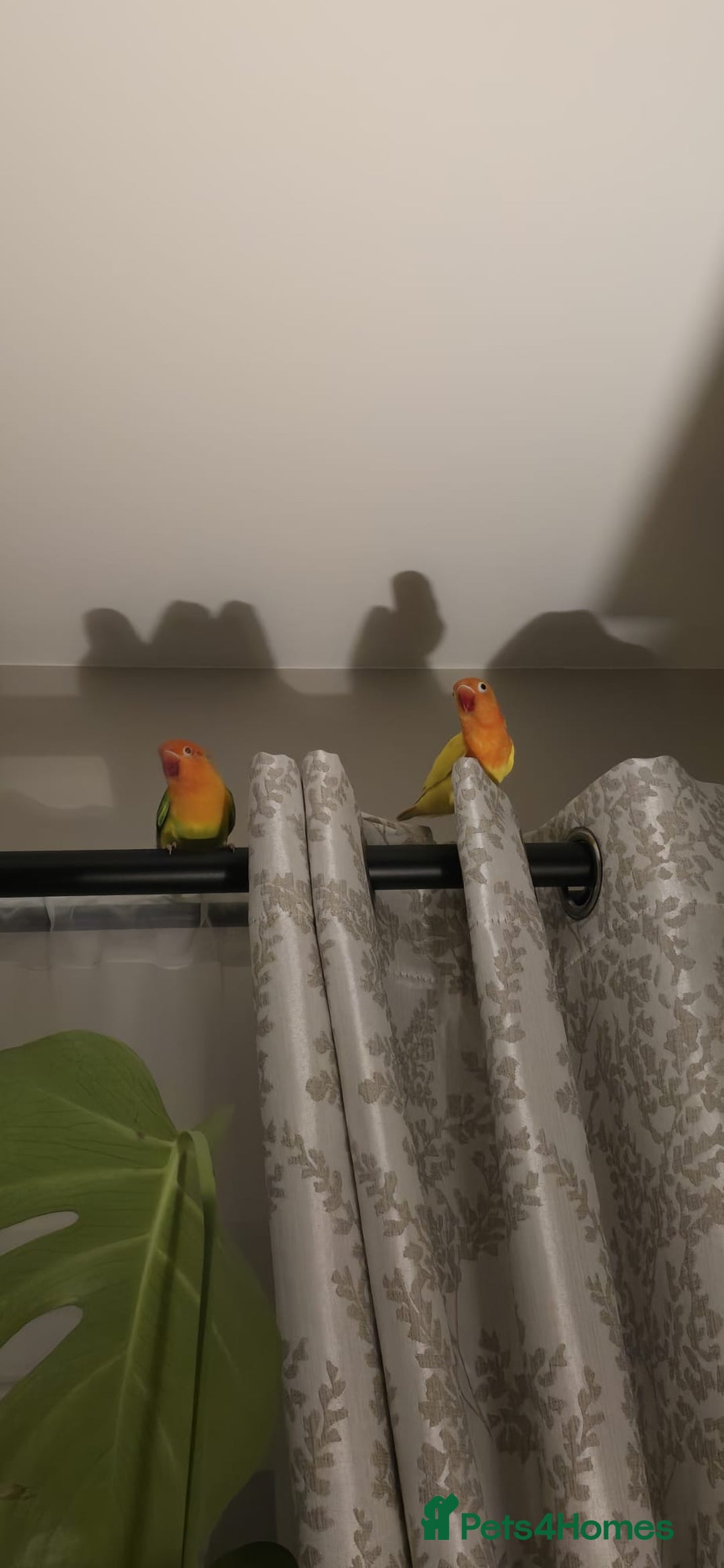 Lovebirds birds for sale: Pair of 7 months lutino lovebirds - Image 3