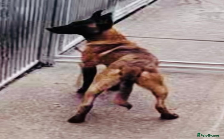 Belgian Shepherd Dog dogs - Advert 1