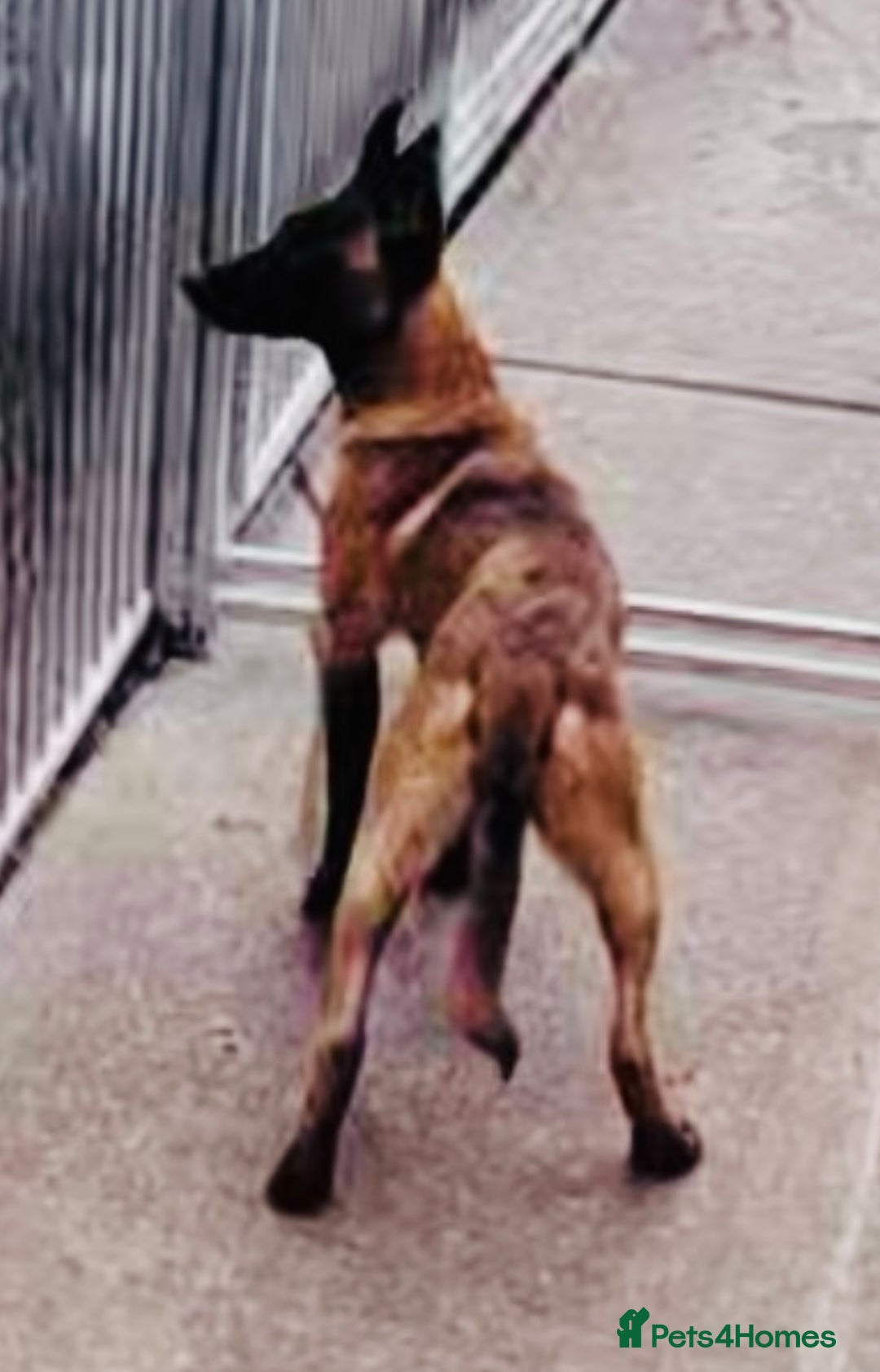 Belgian Shepherd Dog dogs for sale: Malinois / herder male pup with MEGA bloodlines  - Image 1