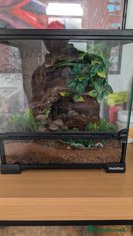 Tarantulas invertebrates - Advert 9
