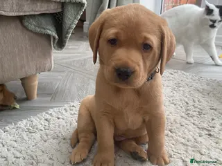 Labrador Retriever dogs Beautiful Fox Red Labrador KC Reg Puppies - Advert 15