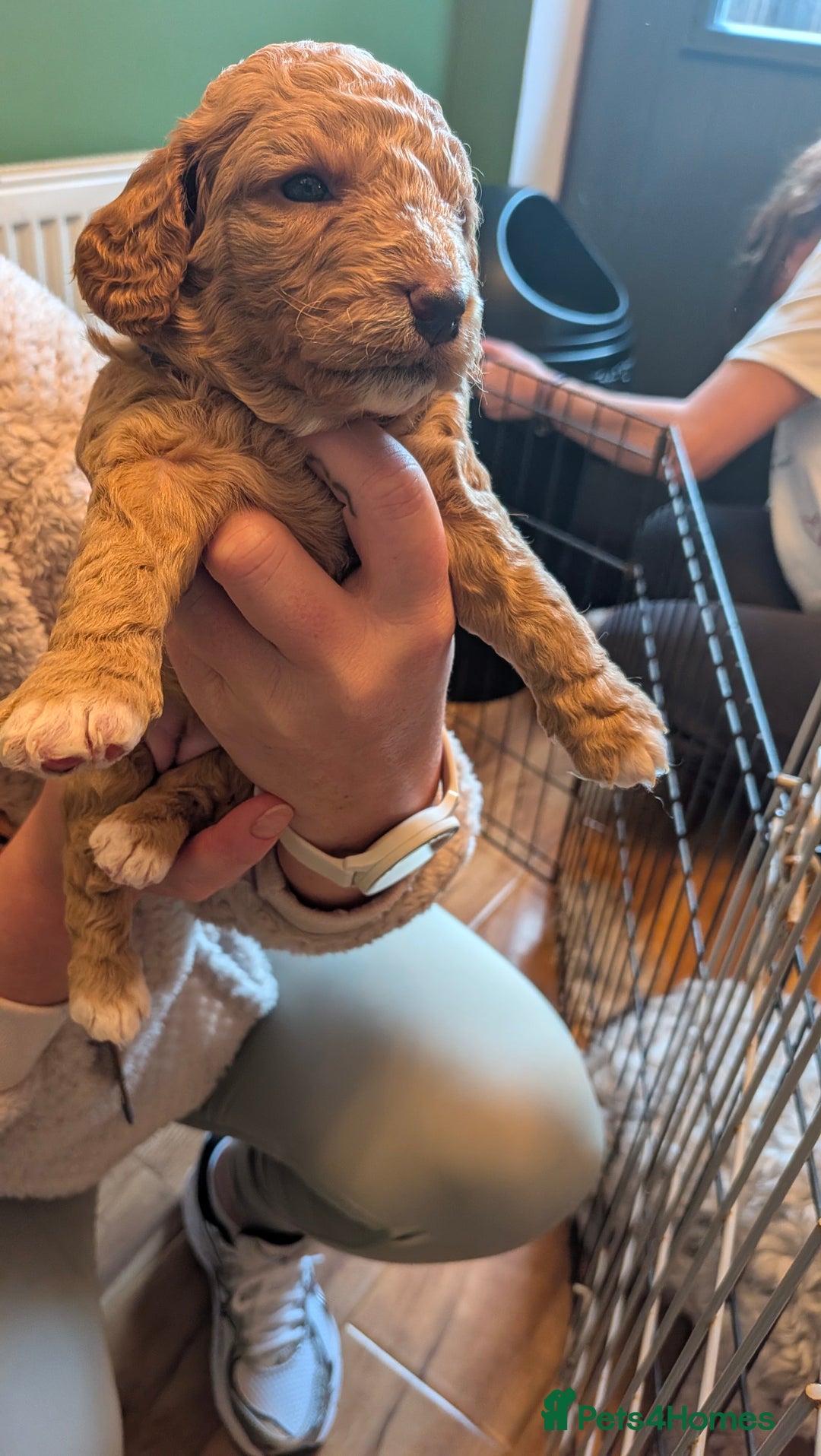 Cockapoo dogs for sale: Stunning cockapoos  - Advert 7