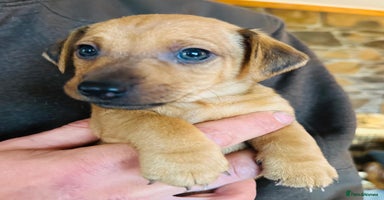 Jack Russell dogs - Advert 16