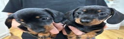 Miniature Dachshund dogs for sale: KC Registered miniature dachshunds for sale  - Advert 7