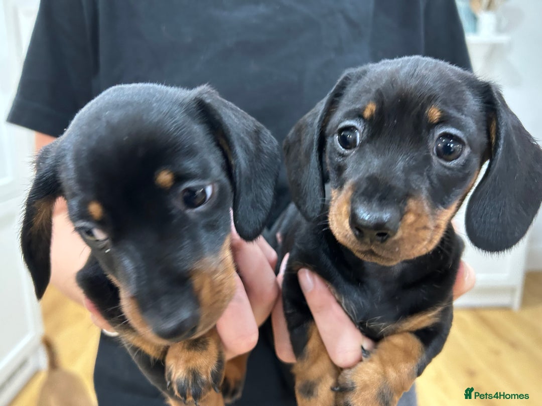 Miniature Dachshund dogs for sale: KC Registered miniature dachshunds for sale  - Advert 7