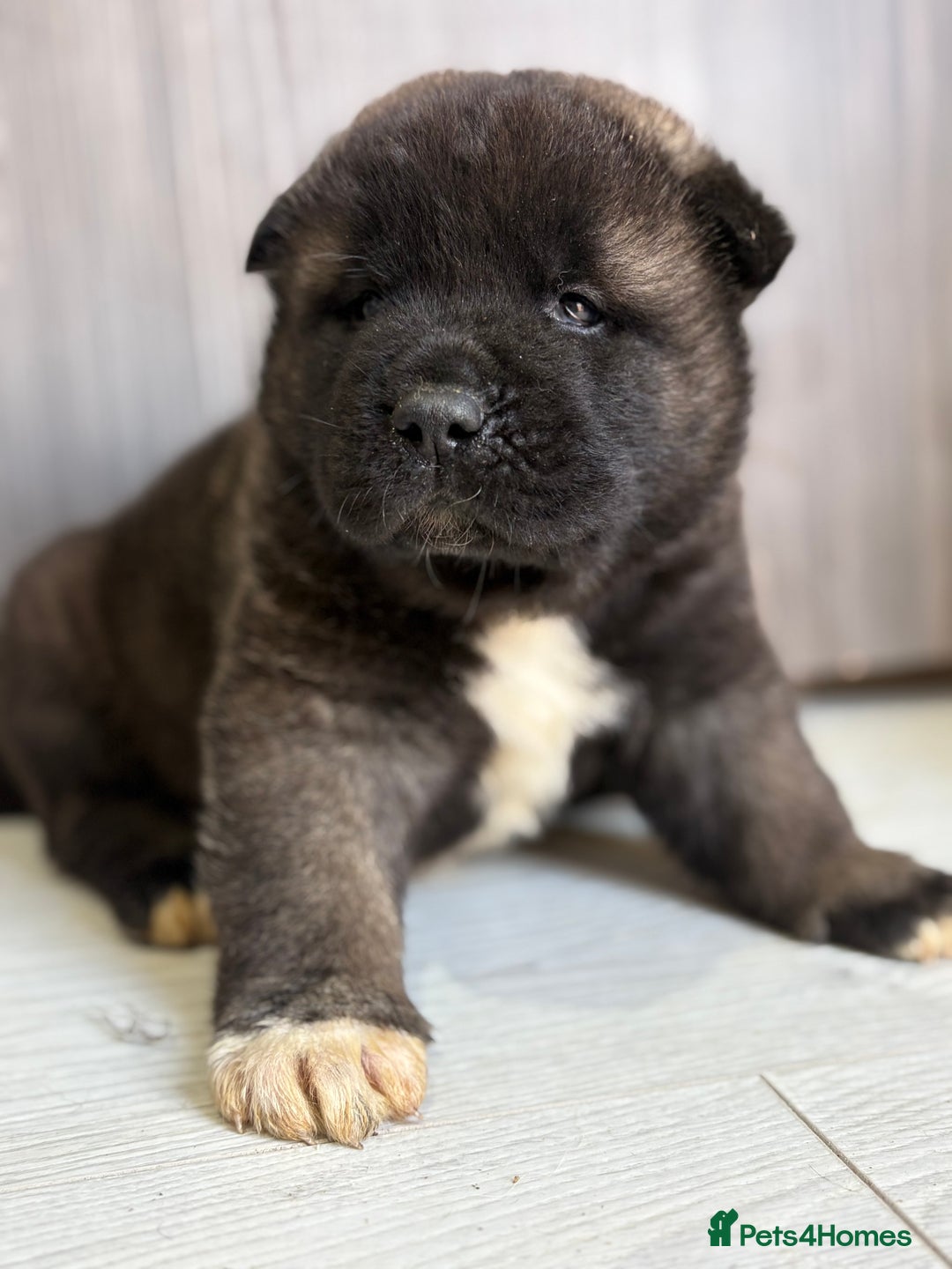 Akita dogs for sale: Beautiful KC Registered American Akita Puppies - Advert 7