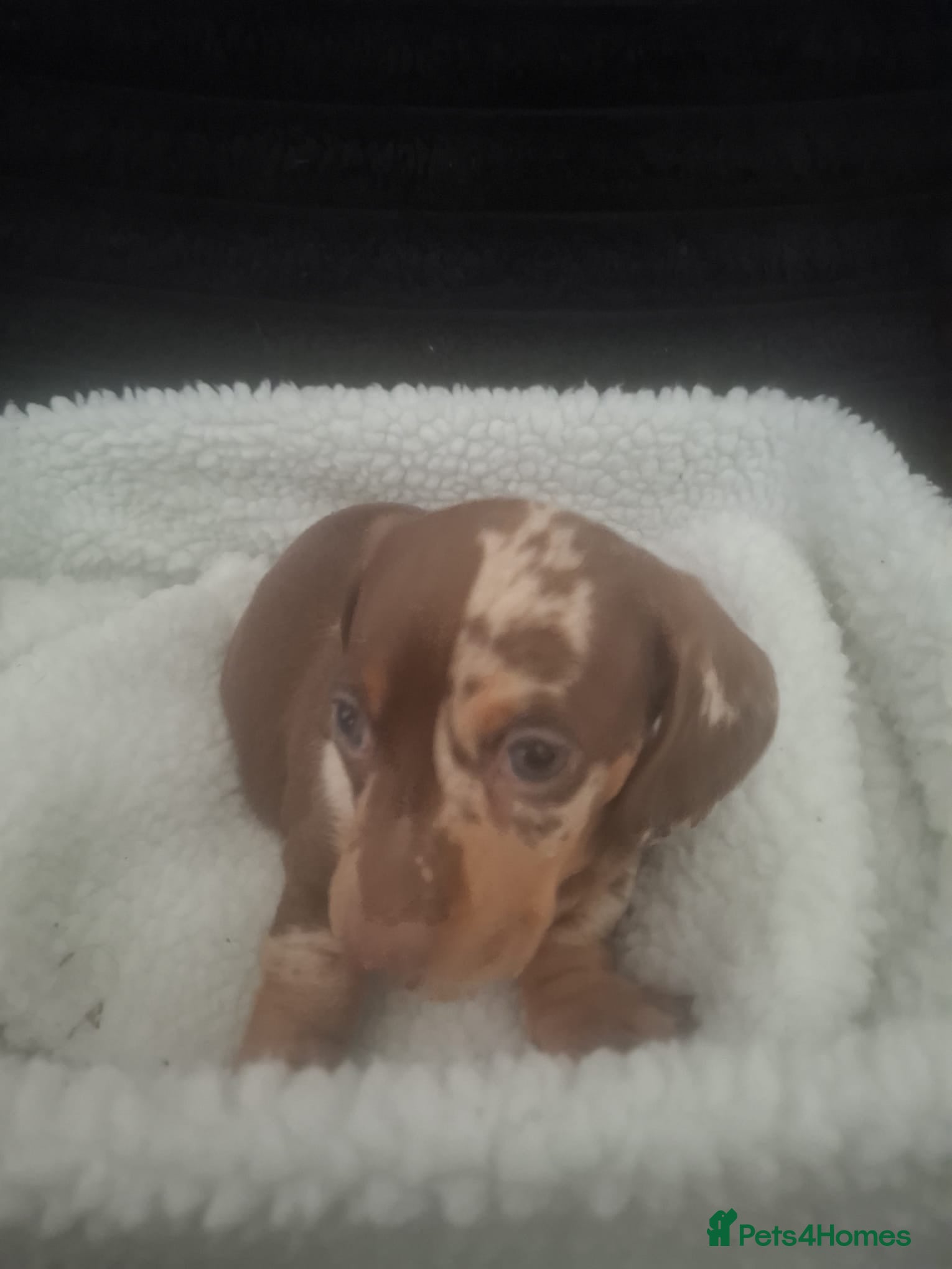 Dachshund dogs for sale: Dachshund puppys - Advert 16