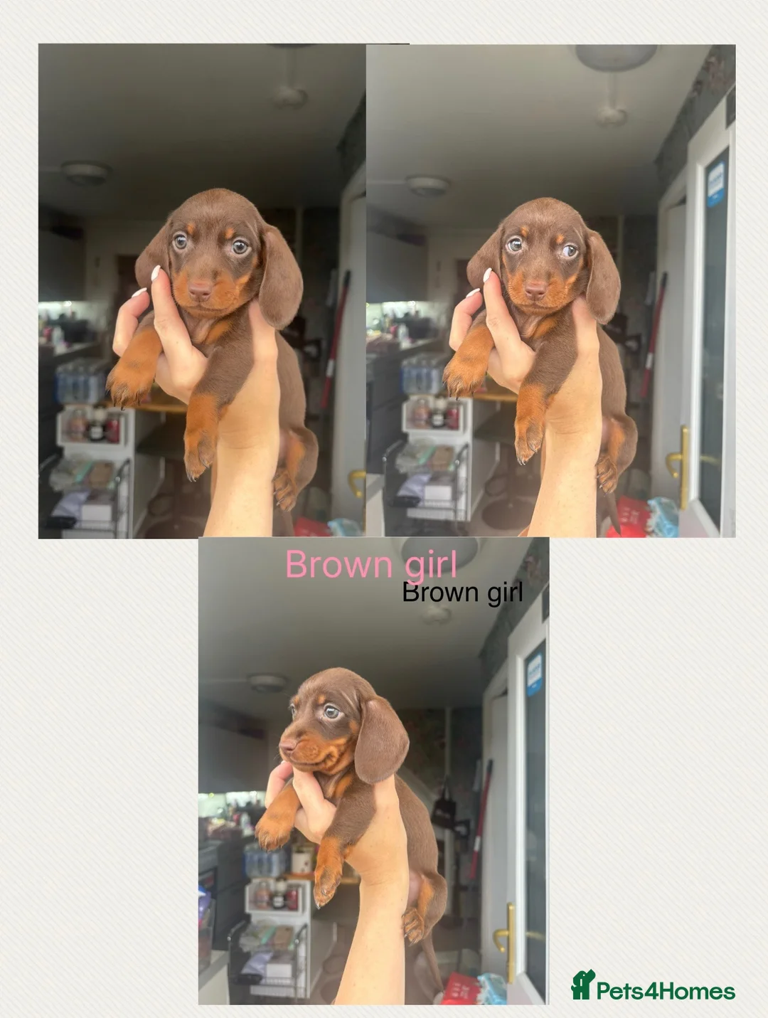 Miniature Dachshund dogs for sale: Beautiful mini dachshunds for sale  - Advert 2