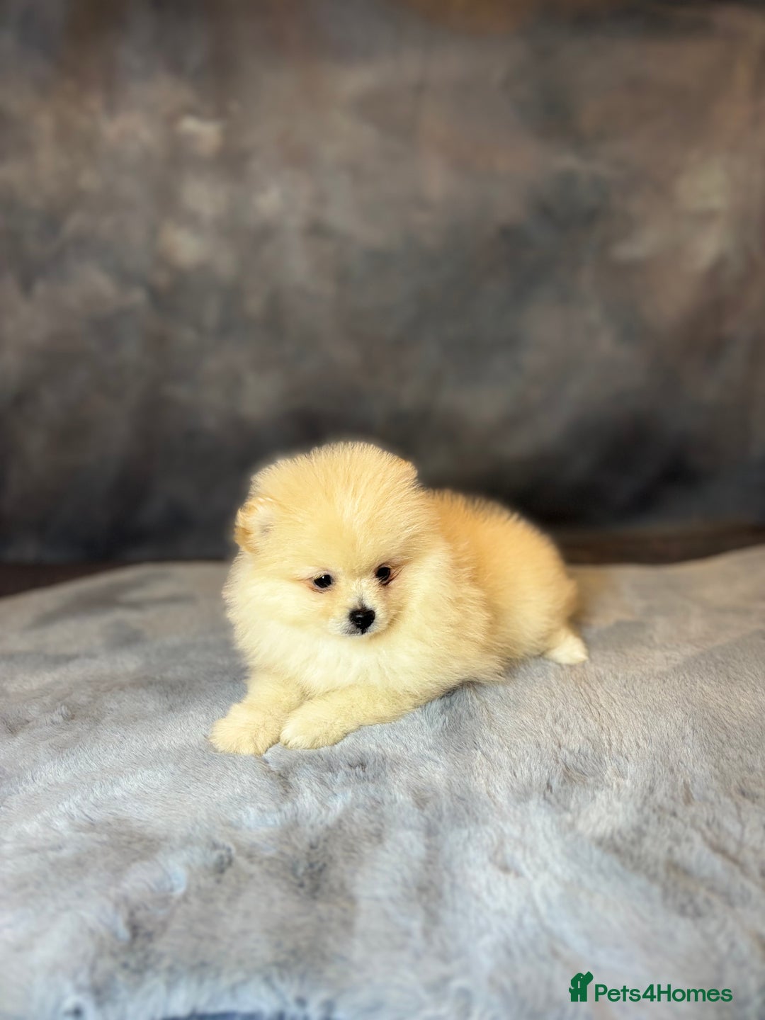 Pomeranian dogs for sale: Lovely little Poms available  - Image 7