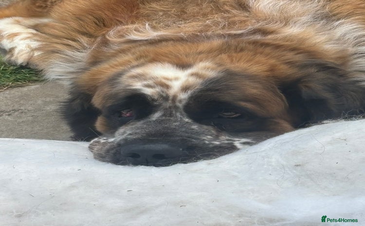 Saint Bernard dogs - Advert 2