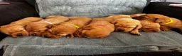 Labrador Retriever dogs for sale: Top Quality Fox Red Labradors - Advert 1