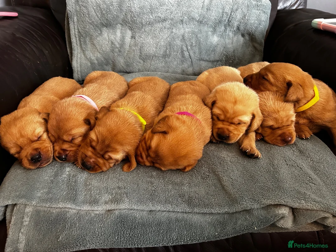 Labrador Retriever dogs for sale: Top Quality Fox Red Labradors - Advert 1
