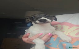 Whippet dogs for sale: ✅️ Ready to leave - KC whippets 🧡 - Image 10