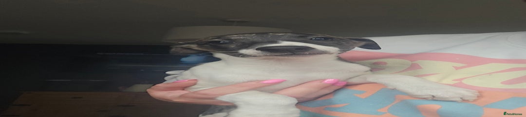 Whippet Puppy 5