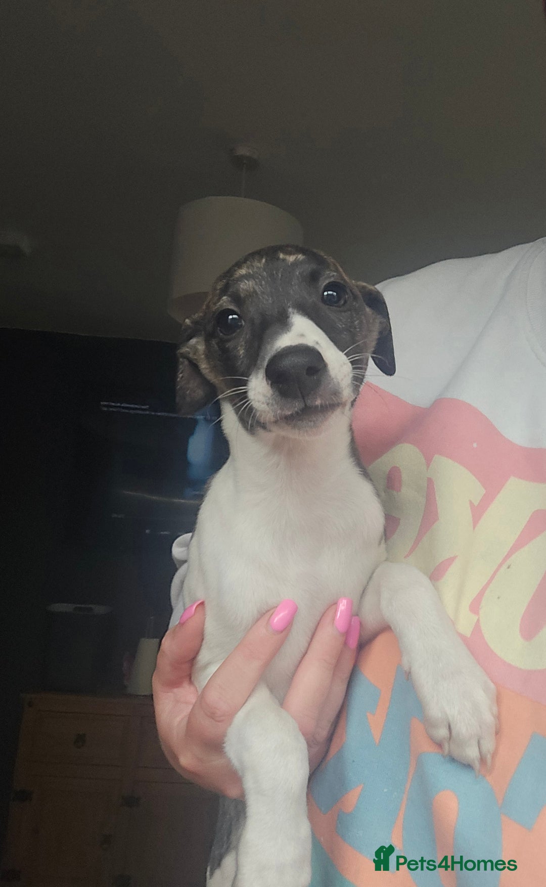 Whippet dogs for sale: ✅️ Ready to leave - KC whippets 🧡 - Image 10