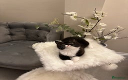 British Shorthair cats for sale: Lilac,Blue,BiColours & Colourpoint Registered  - Image 23