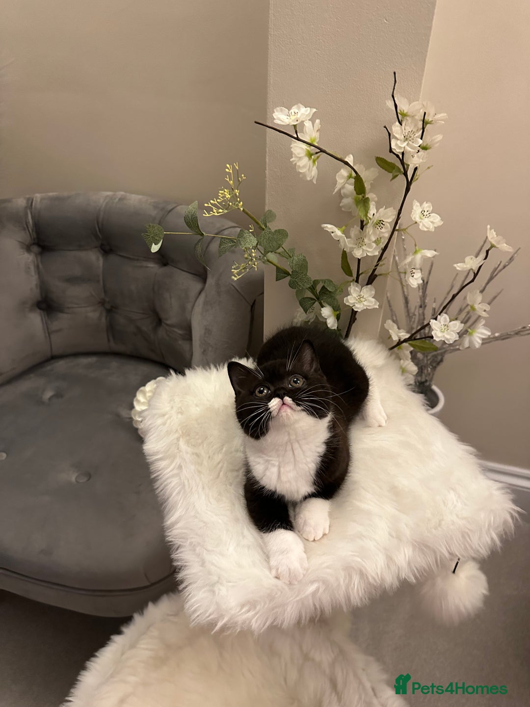 British Shorthair cats for sale: Lilac,Blue,BiColours & Colourpoint Registered  - Image 23