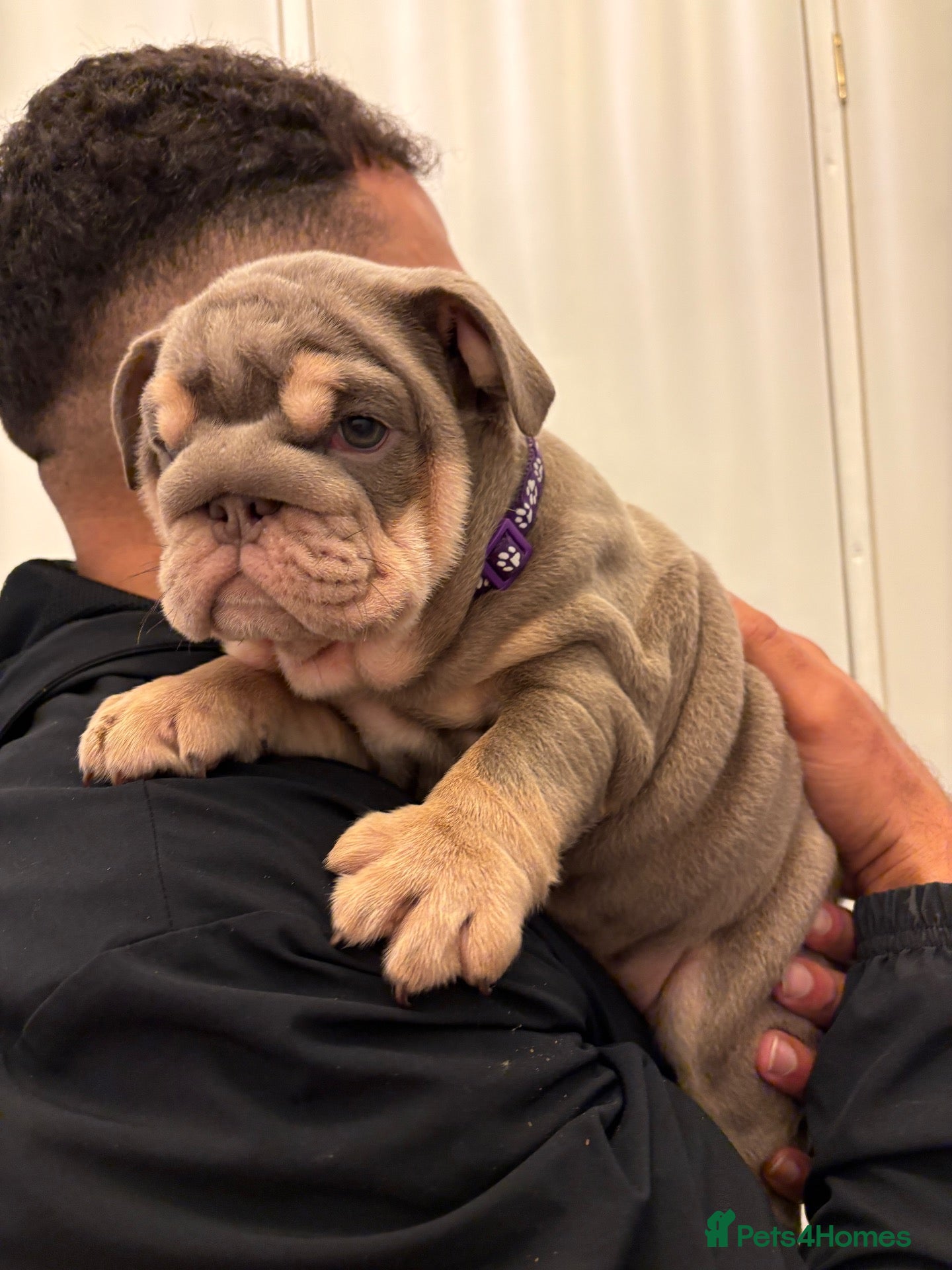 English Bulldog dogs 9 beautiful 5 ⭐️ English bulldogs  - Advert 6