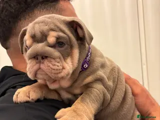 English Bulldog dogs 9 beautiful 5 ⭐️ English bulldogs - Advert 6